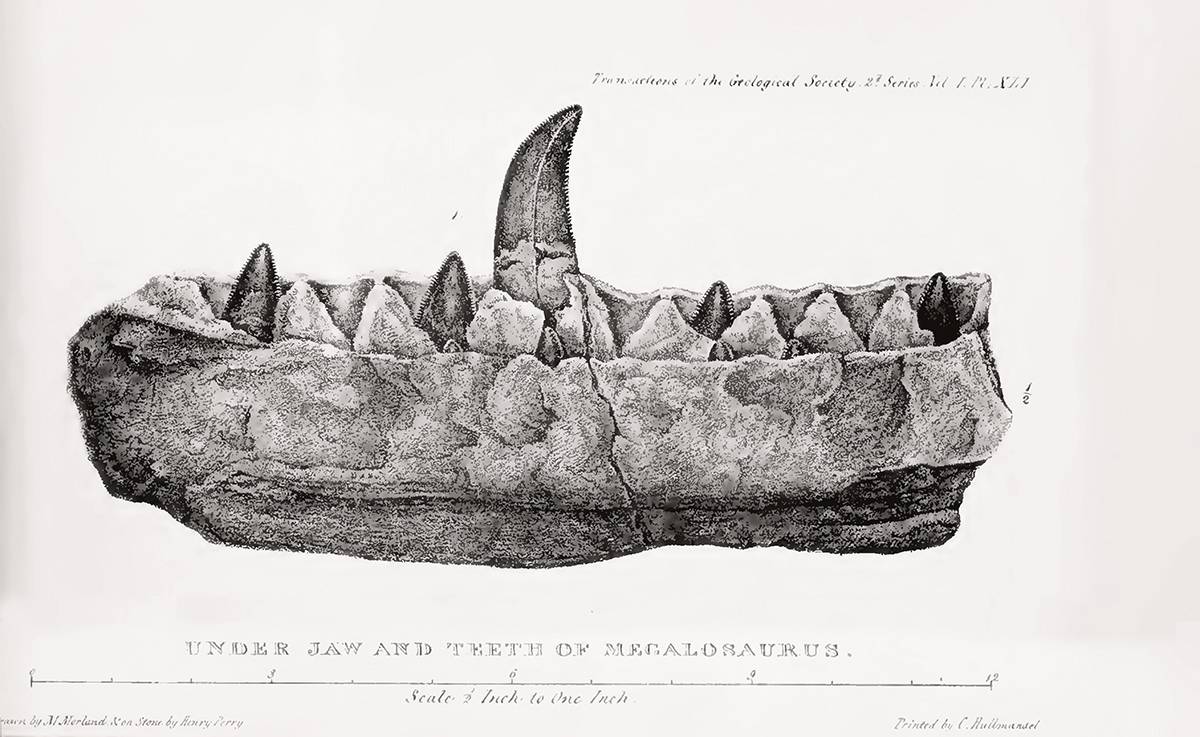 Illustration que Mary Morland Buckland (1797-1857) fit de la mandibule de Megalosaurus publiée dans l’ouvrage de son mari paru en 1824.