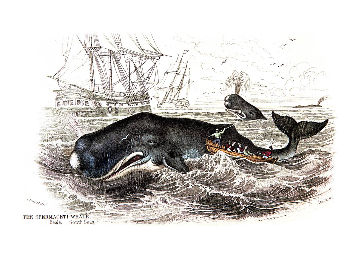 Chasse au cachalot au xixe siècle. Natural History of the Sperm Whale de Thomas Beale, 1836 (Archives ORCA, Canada).